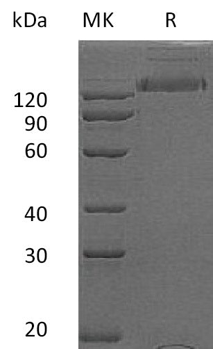 BL-2371NP: Greater than 95% as determined by reducing SDS-PAGE. (QC verified)