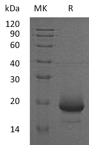 BL-2129NP: Greater than 95% as determined by SEC-HPLC. (Regularly tested)