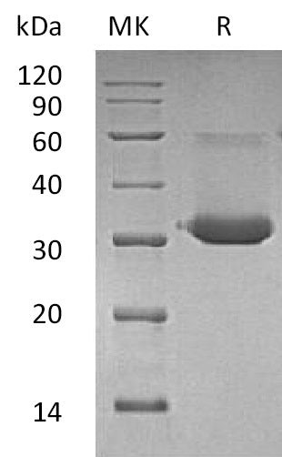 BL-2385NP: Greater than 85% as determined by reducing SDS-PAGE. (QC verified)Recombinant Mouse IgG1 Fc Protein