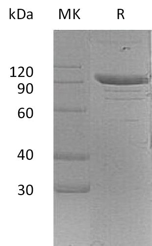 BL-2387NP: Greater than 95% as determined by reducing SDS-PAGE. (QC verified)Recombinant Mouse PSGL-1 Protein (C-Fc)