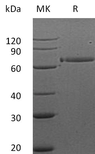 BL-2698NP: Greater than 95% as determined by reducing SDS-PAGE. (QC verified)Recombinant Human HER3 Protein (312AA,C-Fc)