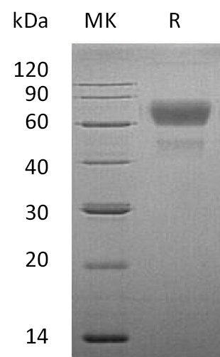 BL-2159NP: Greater than 95% as determined by reducing SDS-PAGE. (QC verified)