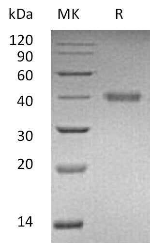 BL-0319NP: Greater than 95% as determined by reducing SDS-PAGE.