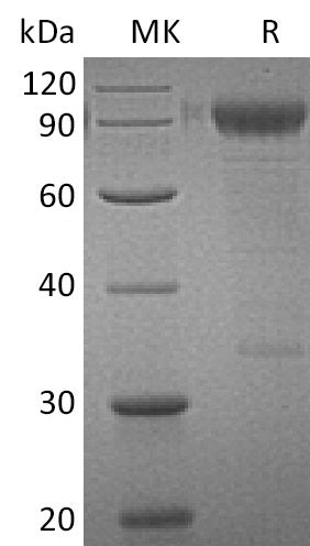 BL-0198NP: Greater than 95% as determined by reducing SDS-PAGE. (QC verified)Recombinant Human IL-3RA Protein (C-Fc)