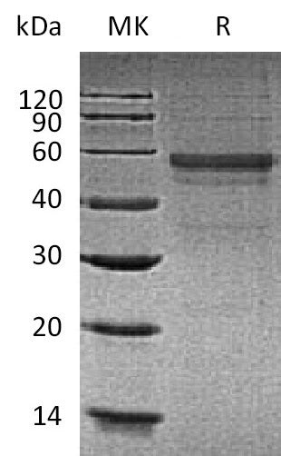 BL-0196NP: Greater than 90% as determined by reducing SDS-PAGE. (QC verified)Recombinant Human GLP1R Protein (C-Fc)