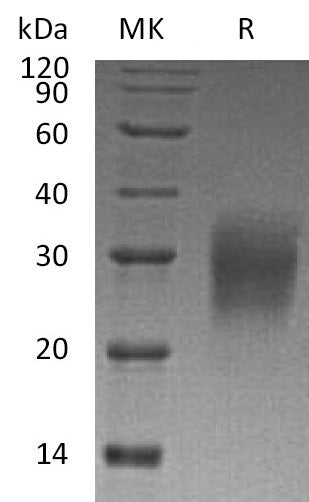BL-2007NP: Greater than 95% as determined by reducing SDS-PAGE. (QC verified)Recombinant Human IL-22 Protein