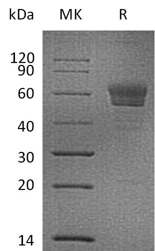 BL-0195NP: Greater than 90% as determined by reducing SDS-PAGE. (QC verified)Recombinant Mouse Podoplanin Protein (C-Fc)