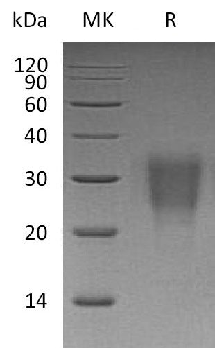 BL-1191NP: Greater than 95% as determined by reducing SDS-PAGE. (QC verified)Recombinant Human IL-22 Protein (C-6His)