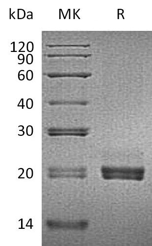 BL-1188NP: Greater than 95% as determined by reducing SDS-PAGE. (QC verified)Recombinant Mouse CD40L Protein (N-6His)
