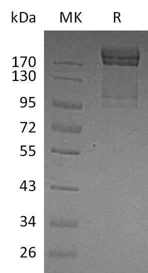 BL-0199NP: Greater than 95% as determined by reducing SDS-PAGE. (QC verified)Recombinant Human PSGL-1 Protein (C-Fc)