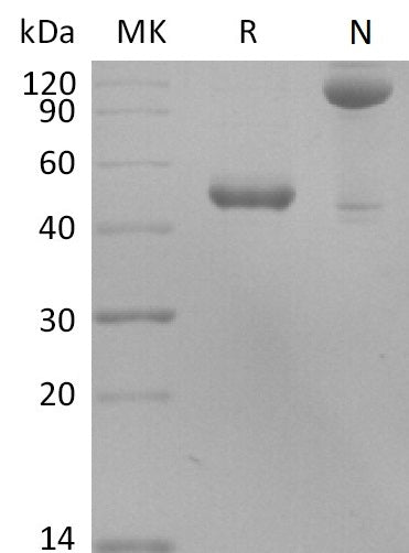BL-2559NP: Greater than 95% as determined by reducing SDS-PAGE. (QC verified)