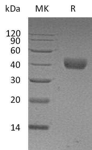 BL-1657NP: Greater than 95% as determined by reducing SDS-PAGE. (QC verified)