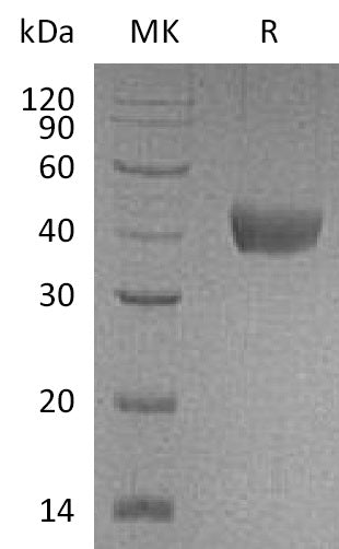 BL-1193NP: Greater than 95% as determined by reducing SDS-PAGE. (QC verified)Recombinant Cynomolgus CD38 Protein (C-6His)
