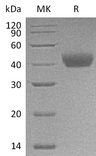 BL-1194NP: Greater than 95% as determined by reducing SDS-PAGE. (QC verified)Recombinant Rat CD38 Protein (C-6His)