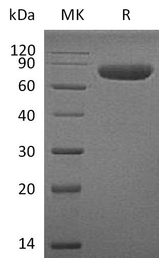 BL-2008NP: Greater than 95% as determined by reducing SDS-PAGE. (QC verified)Recombinant Human CD38 Protein (C-mFc)