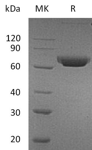 BL-0201NP: Greater than 95% as determined by reducing SDS-PAGE. (QC verified)Recombinant Human CD157 Protein (C-Fc)