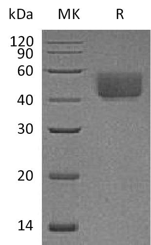 BL-1196NP: Greater than 95% as determined by reducing SDS-PAGE. (QC verified)