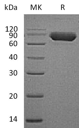 BL-0202NP: Greater than 95% as determined by reducing SDS-PAGE. (QC verified)Recombinant Human CD38 Protein (C-Fc)