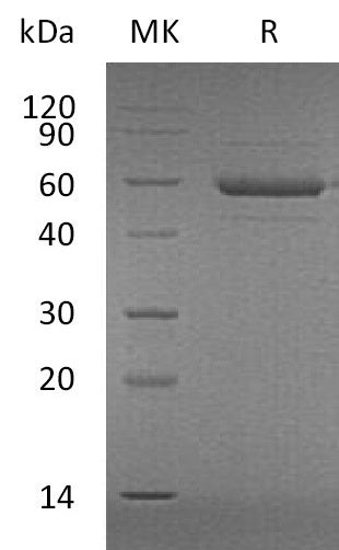 BL-2010NP: Greater than 95% as determined by reducing SDS-PAGE. (QC verified)Recombinant Human APRIL Protein (N-Flag-His)