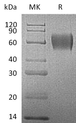 BL-2677NP: Greater than 95% as determined by reducing SDS-PAGE. (QC verified)