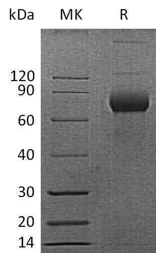 BL-0205NP: Greater than 95% as determined by reducing SDS-PAGE. (QC verified)Recombinant Mouse CD38 Protein (C-Fc)