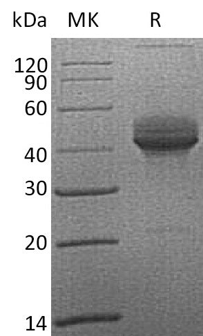 BL-2176NP: Greater than 95% as determined by reducing SDS-PAGE. (QC verified)Recombinant Cynomolgus CD3E Protein (C-Fc)