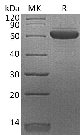 BL-2274NP: Greater than 95% as determined by reducing SDS-PAGE. (QC verified)Recombinant Human EPO-R Protein (C-Fc)