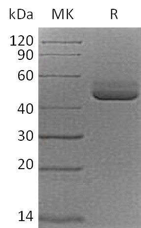 BL-2277NP: Greater than 95% as determined by reducing SDS-PAGE. (QC verified)