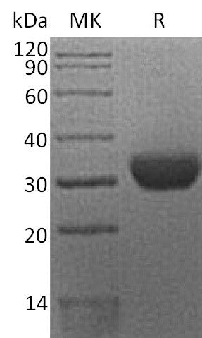 BL-2273NP: Greater than 95% as determined by reducing SDS-PAGE. (QC verified)Recombinant Human EPO-R Protein (C-6His)