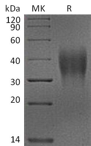 BL-2276NP: Greater than 95% as determined by reducing SDS-PAGE. (QC verified)Recombinant Cynomolgus VSIR Protein (C-6His)