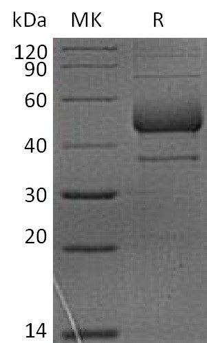 BL-2275NP: Greater than 90% as determined by reducing SDS-PAGE. (QC verified)
