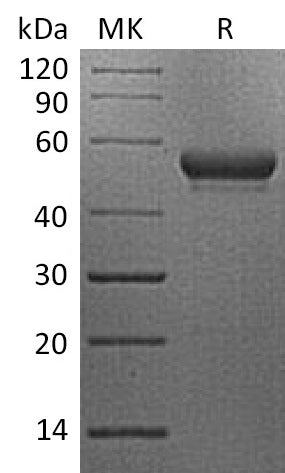 BL-2145NP: Greater than 95% as determined by reducing SDS-PAGE. (QC verified)Recombinant Human CD160 Protein (C-Fc)