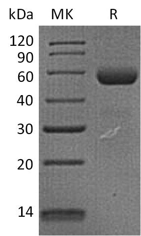 BL-2270NP: Greater than 85% as determined by reducing SDS-PAGE. (QC verified)Recombinant Human Dectin-1 Protein (N-Fc)