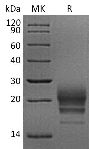 BL-2147NP: Greater than 95% as determined by reducing SDS-PAGE. (QC verified)