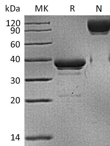 BL-2278NP: Greater than 95% as determined by reducing SDS-PAGE. (QC verified)Recombinant Human BCMA Protein (C-mFc)
