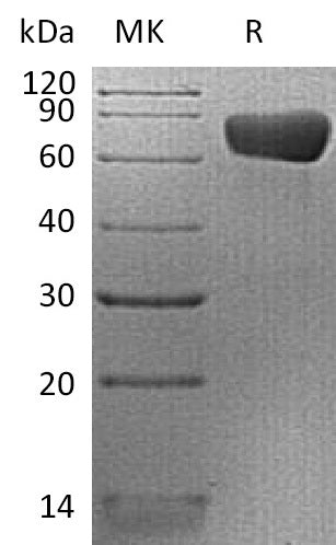 BL-2281NP: Greater than 95% as determined by reducing SDS-PAGE. (QC verified)