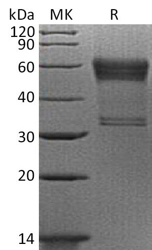BL-2282NP: Greater than 90% as determined by reducing SDS-PAGE. (QC verified)