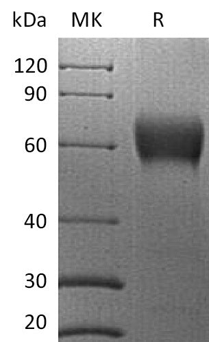 BL-2285NP: Greater than 95% as determined by reducing SDS-PAGE. (QC verified)