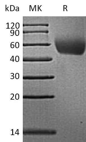 BL-2146NP: Greater than 95% as determined by reducing SDS-PAGE. (QC verified)Recombinant Rhesus Macaque CD155 Protein (C-6His)