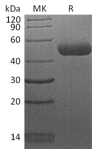 BL-2288NP: Greater than 95% as determined by reducing SDS-PAGE. (QC verified)