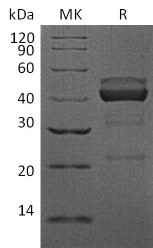 BL-2550NP: Greater than 95% as determined by reducing SDS-PAGE. (QC verified)