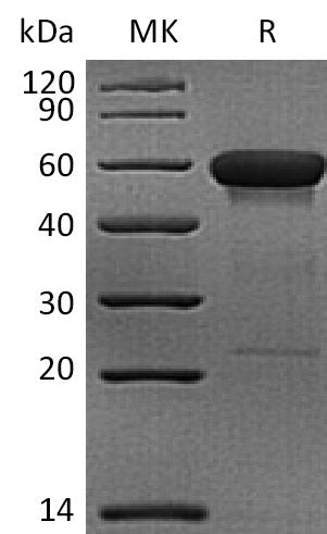 BL-2148NP: Greater than 95% as determined by reducing SDS-PAGE. (QC verified)Recombinant Rhesus Macaque CD160 Protein (C-Fc)