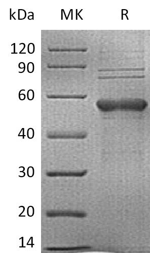 BL-2771NP: Greater than 80% as determined by reducing SDS-PAGE. (QC verified)