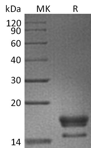 BL-2293NP: Greater than 95% as determined by reducing SDS-PAGE. (QC verified)Recombinant Cynomolgus GITR Ligand Protein (C-6His)