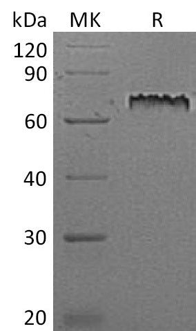BL-2291NP: Greater than 95% as determined by reducing SDS-PAGE. (QC verified)Recombinant Mouse Notch 1 Protein (C-6His)