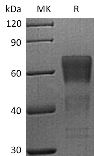 BL-2742NP: Greater than 95% as determined by reducing SDS-PAGE. (QC verified)