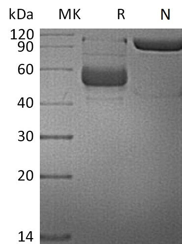BL-2297NP: Greater than 95% as determined by reducing SDS-PAGE. (QC verified)
