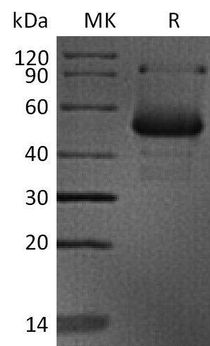 BL-2153NP: Greater than 90% as determined by reducing SDS-PAGE. (QC verified)
