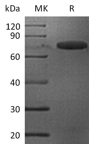 BL-2110NP: Greater than 95% as determined by reducing SDS-PAGE. (QC verified)Recombinant Mouse LILRB4 Protein (C-Fc)