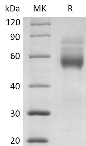 BL-2295NP: Greater than 95% as determined by reducing SDS-PAGE. (QC verified)Recombinant Human HVEM Protein (C-mFc)